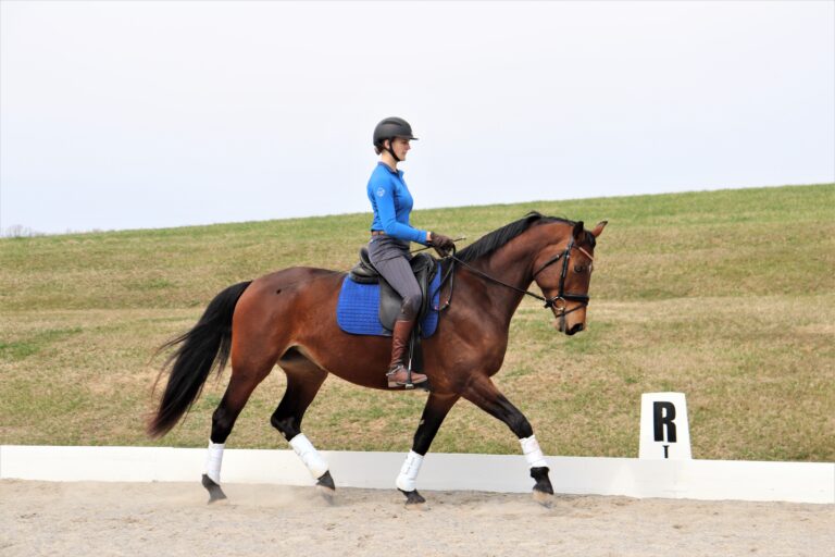 Aria-and-Larisa-Quirk8_courtesy-of-Days-End-Farm-Horse-Rescue