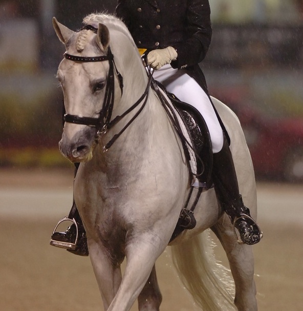 baroque horse by amy k dragoo