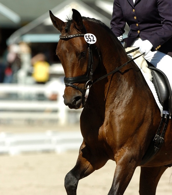 dressage horse canter