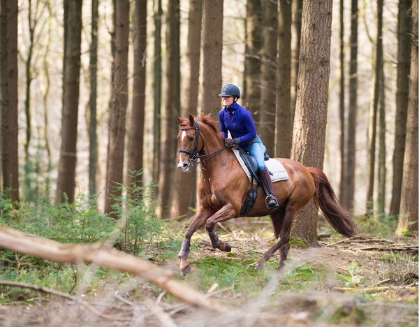 dressage horse fitness