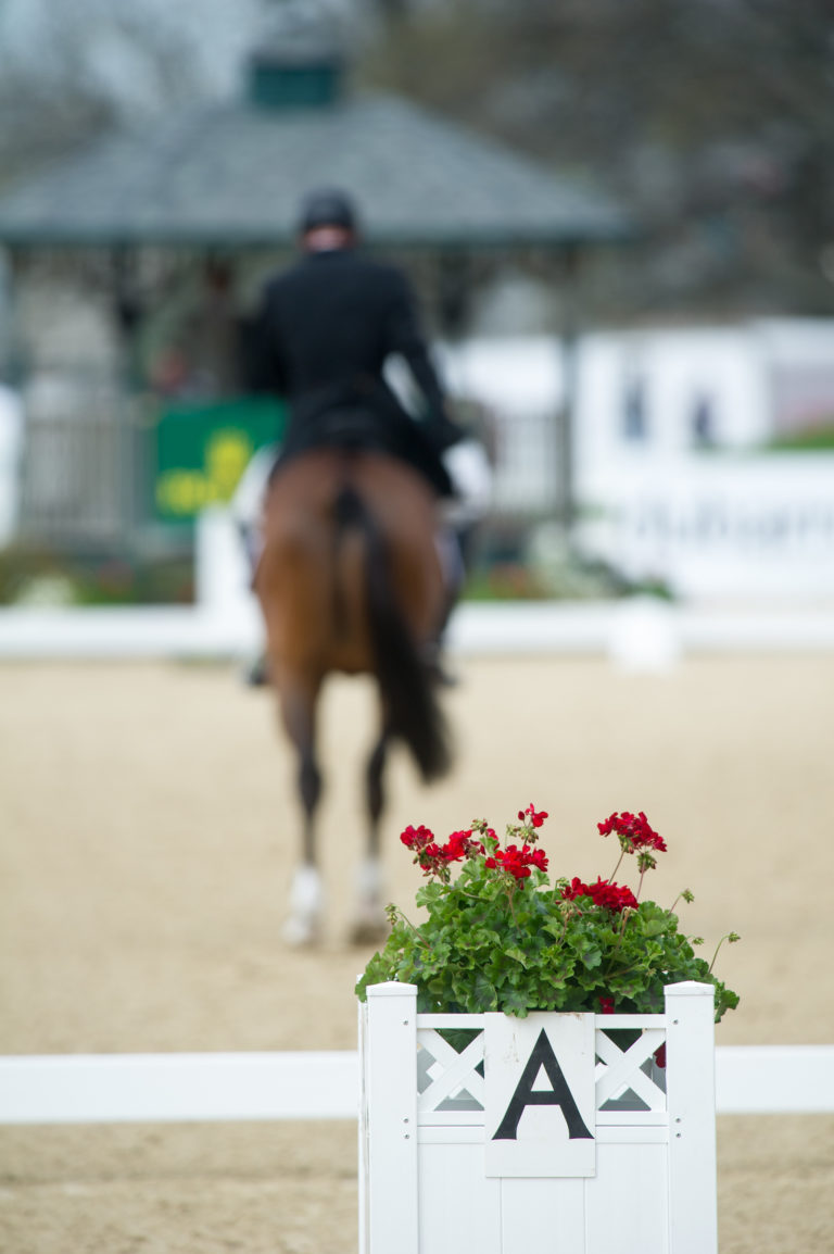 dressage salute focus show ring