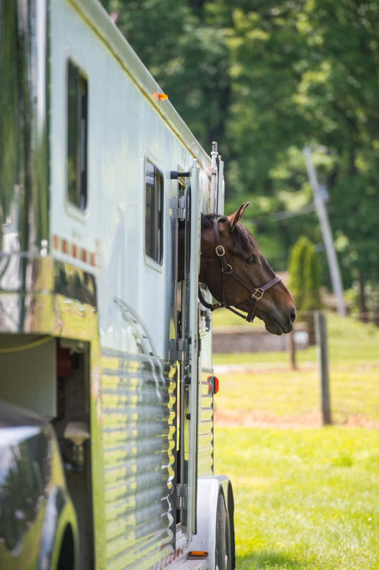dressage today extra equine travel