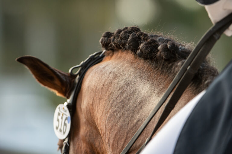 Dressage_Ears4