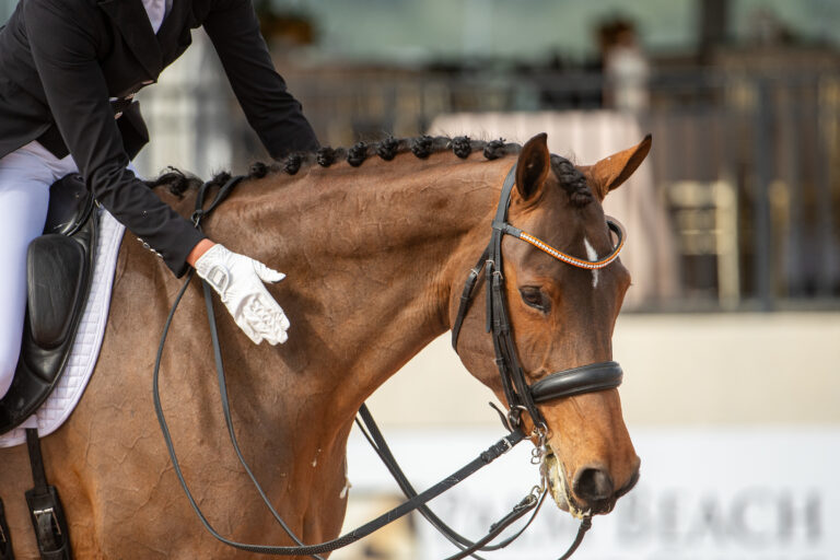 DressageGeneric_1