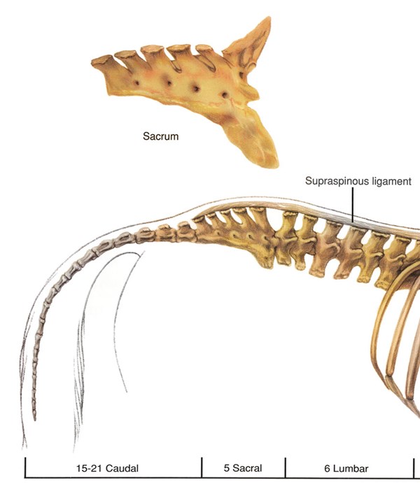 DT-sacroiliac-pain-horse