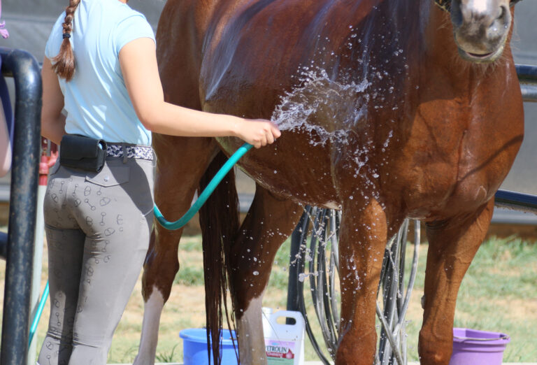 DT_SummerCoatCare copy