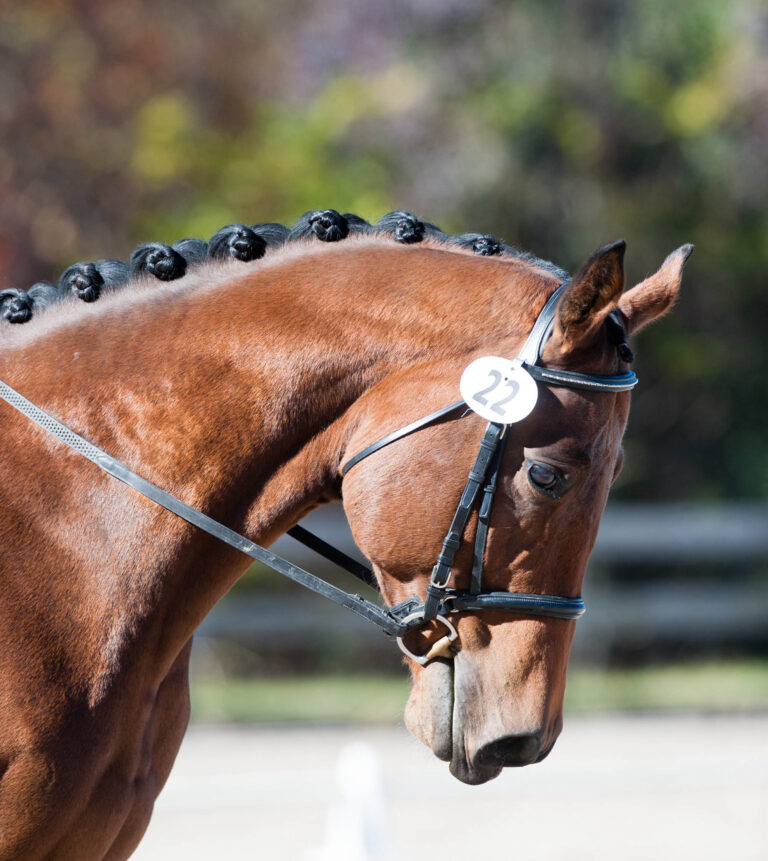 DTExtra_Purina_11.21