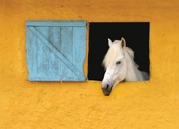 DTMP-120200-DEWORM-02-LL-horsewindow