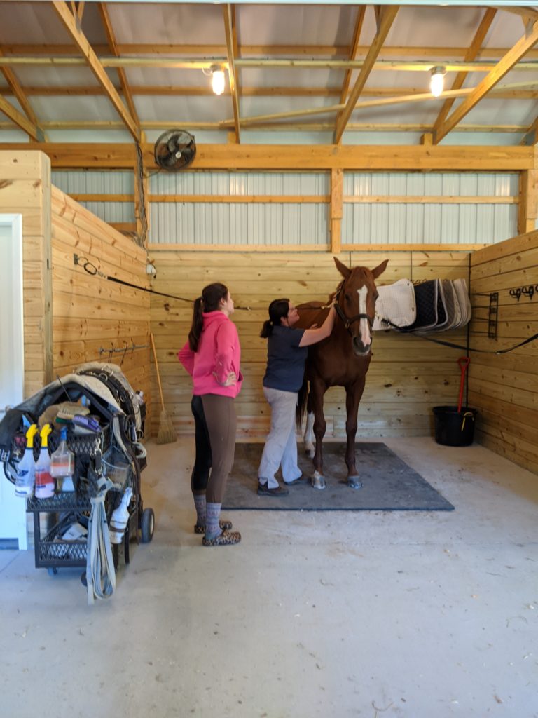 equine bodywork kelly mcginn dressage