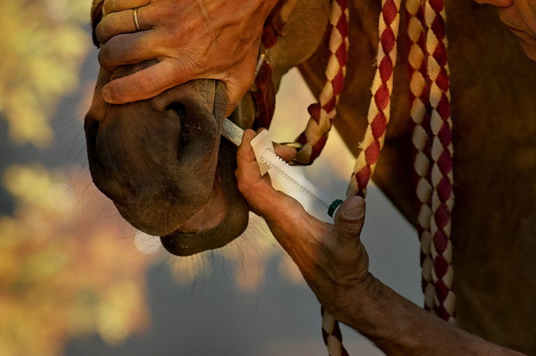 equine deworming arnd bronkhorst