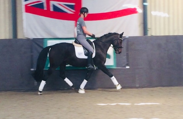 pam stone england horse shopping 3