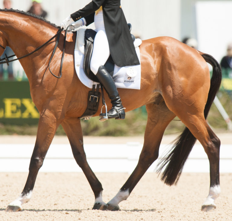 rein-back dressage