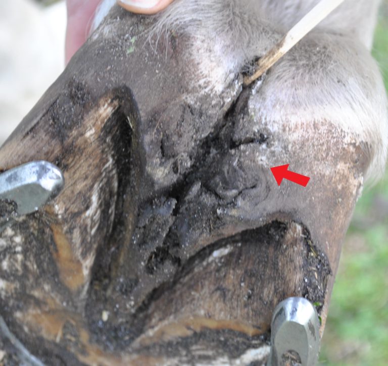 Thrush in the frog and central sulcus