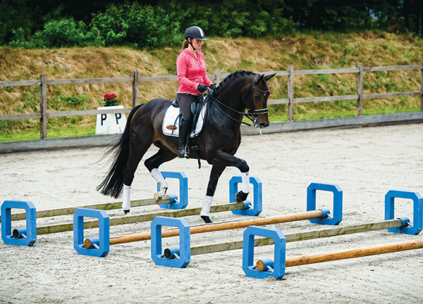 DT-01-dressage-happy-fit-nutter